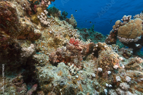 Smallscale scorpionfish and tropical reef in the Red Sea.