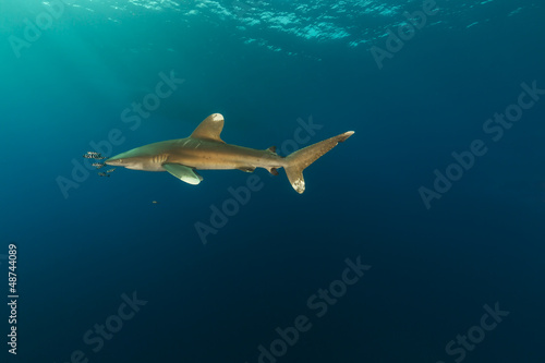 Oceanic whitetip shark  carcharhinus longimanus 