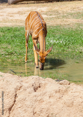 Fototapeta Naklejka Na Ścianę i Meble -  .The portrait of Sika Deer drinking some water .