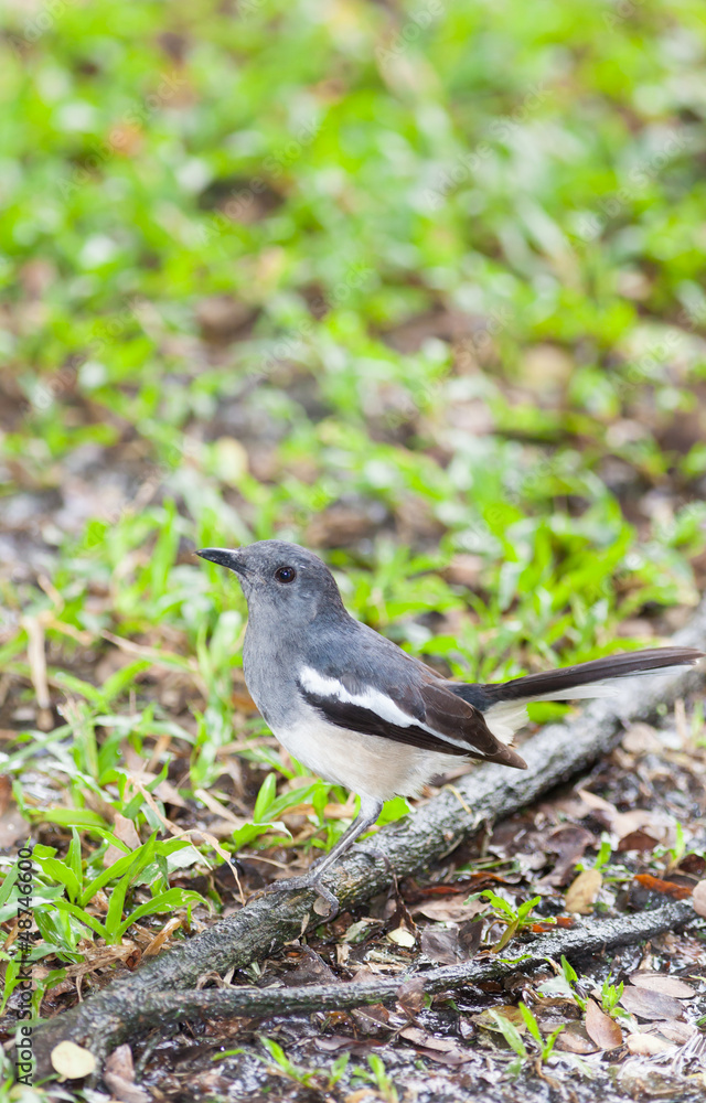 Fototapeta premium Femal Oriental Magpie Robin bird on the ground