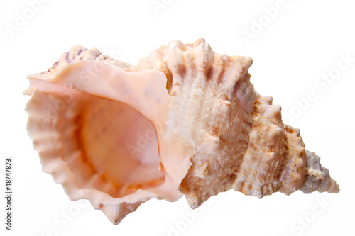 Sea cockleshel