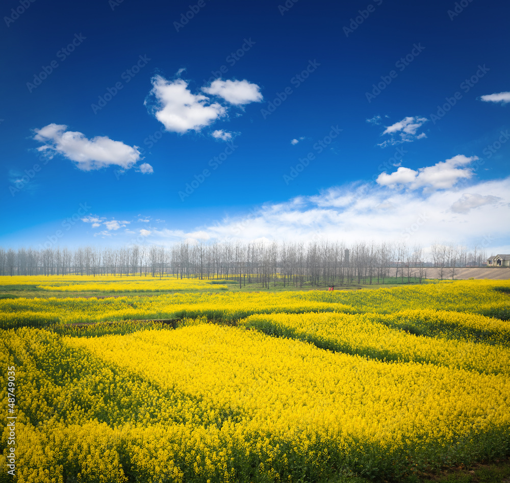 Obraz premium rapeseed field against a blue sky