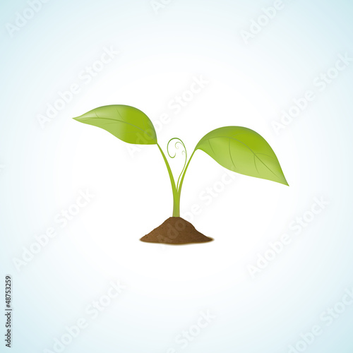 Young plant isolated