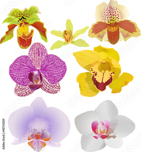 seven bright orchid flowers illustration