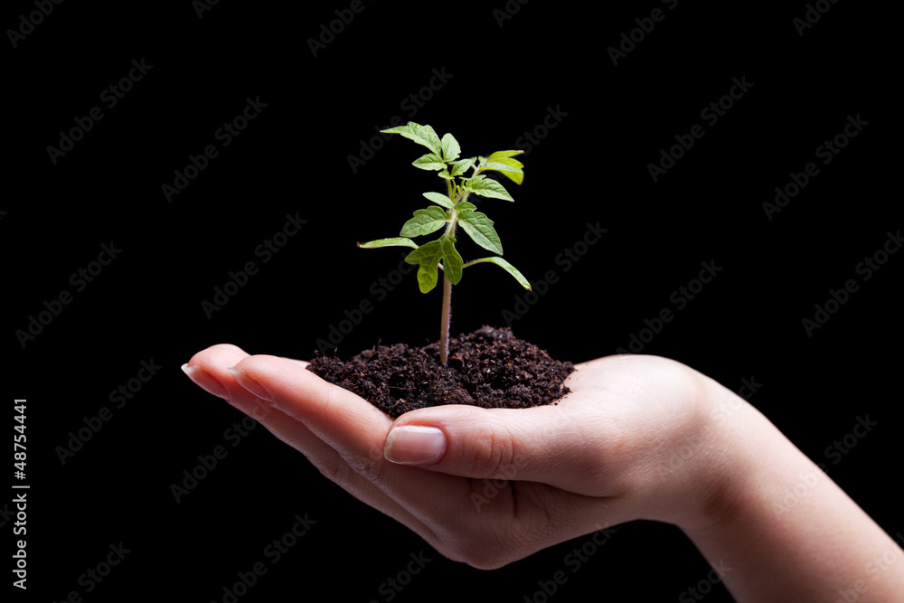Young plant in woman hand - lit from above Young plant in woman hand - lit from above