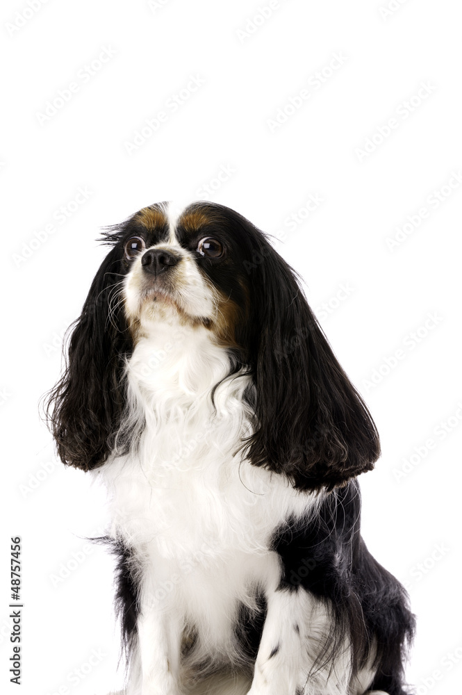 King Charles Spaniel Sat Isolated on a White Background