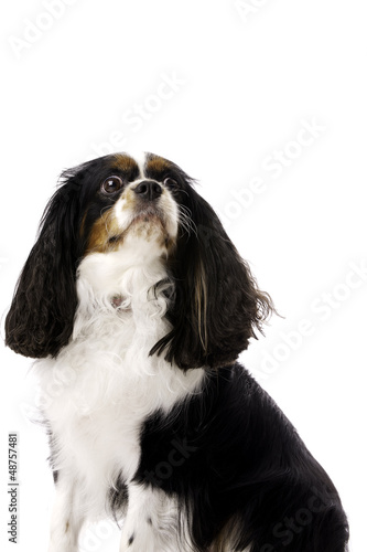 Long Haired King Charles Spaniel Isolated on a White Background