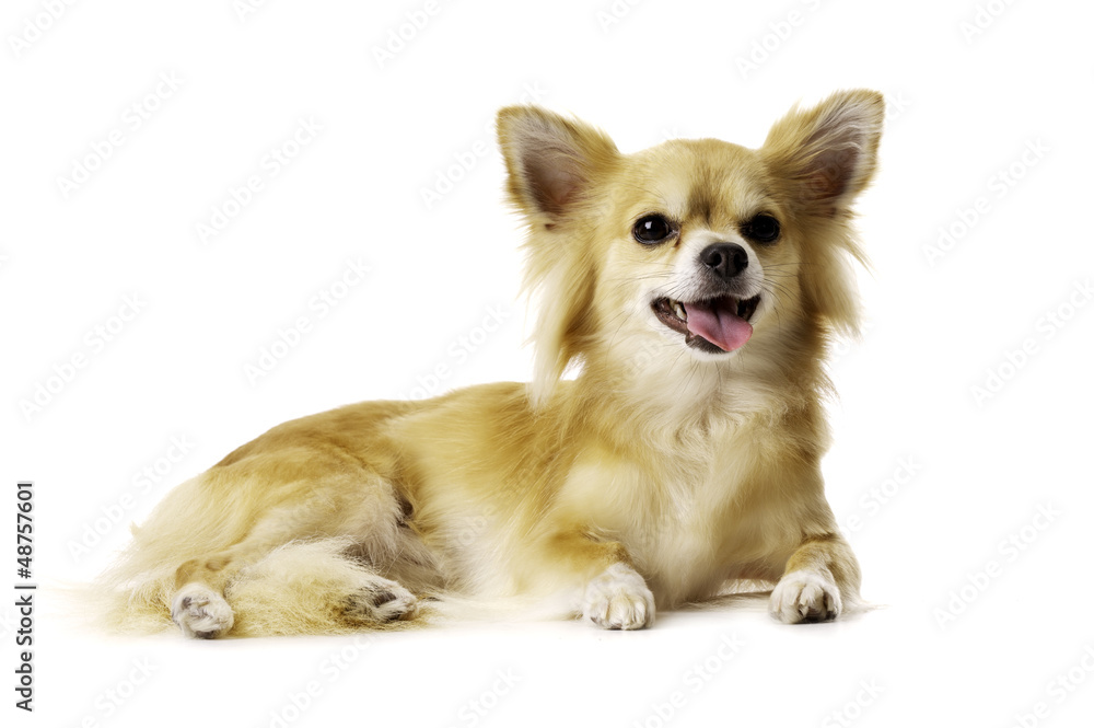 Chihuahua Laid Down Panting Isolated on a White Background