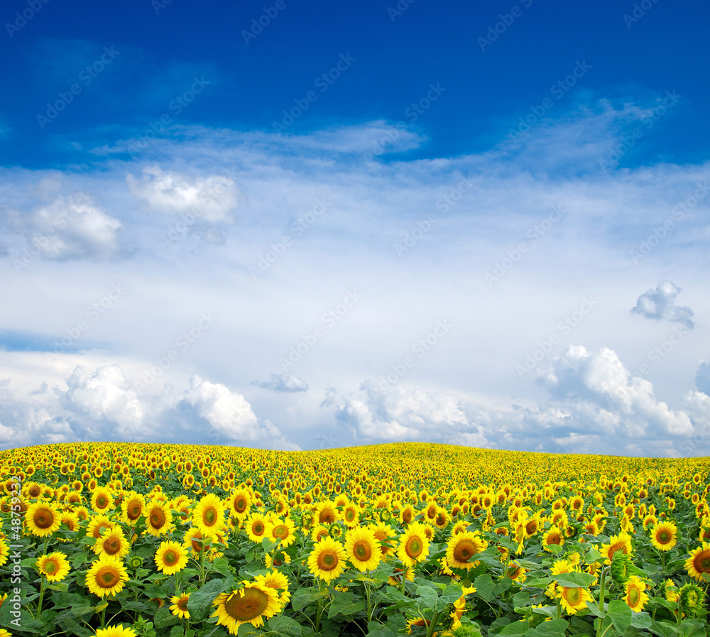sunflowers sunflowers