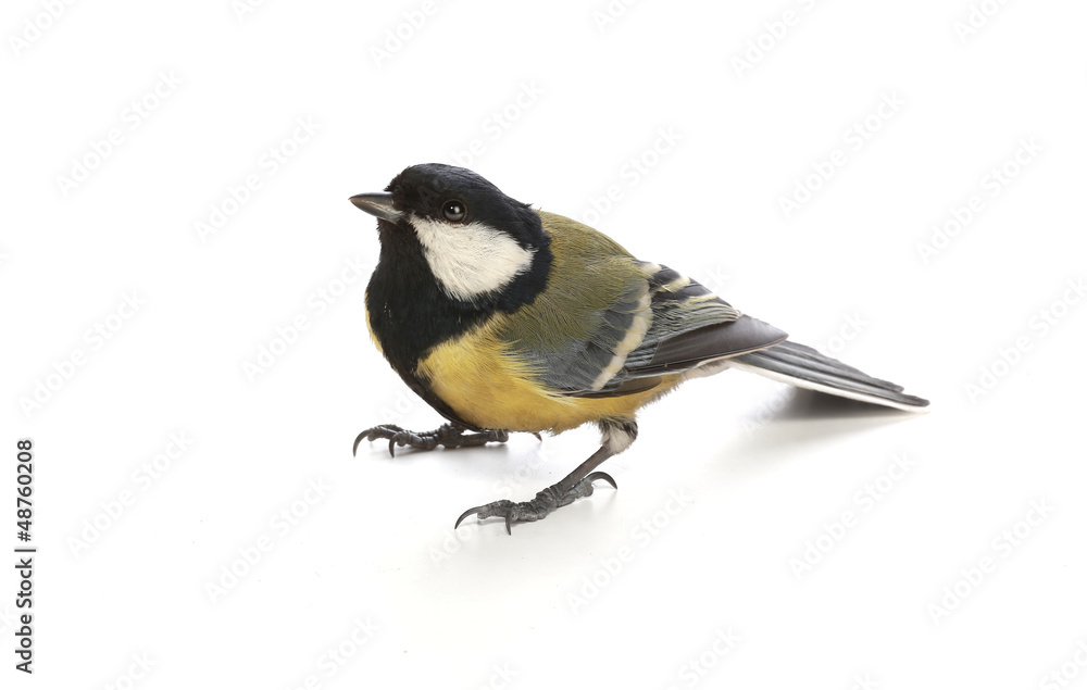 Fototapeta premium titmouse