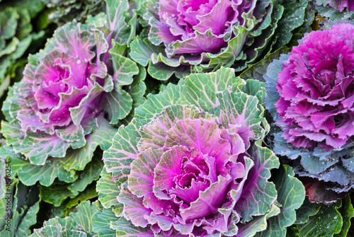 Purple ornamental cabbage