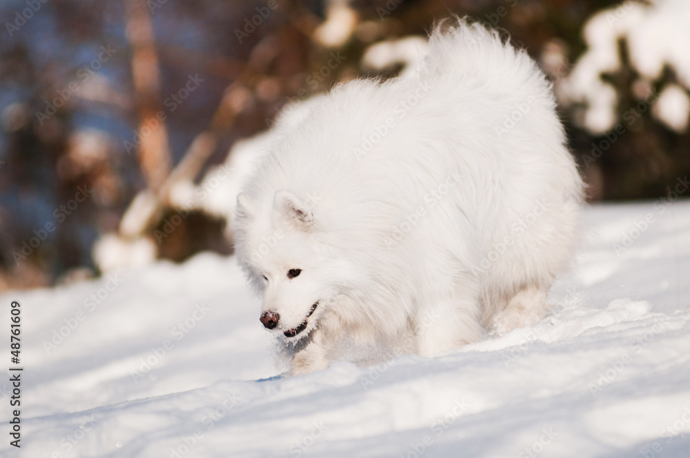 samoyed dog sniffing snow