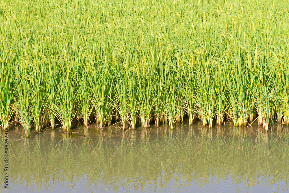 Rice plant in paddy Rice plant in paddy