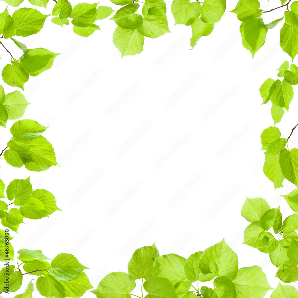 Green leaves frame isolated on white, border and background Green leaves frame isolated on white, border and background