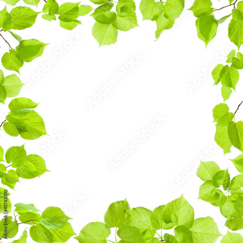 Green leaves frame isolated on white, border and background