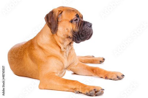 bullmastiff puppy lying