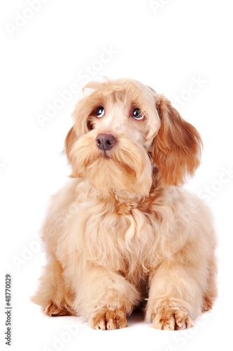 Fototapeta Naklejka Na Ścianę i Meble -  Decorative beige fluffy dog