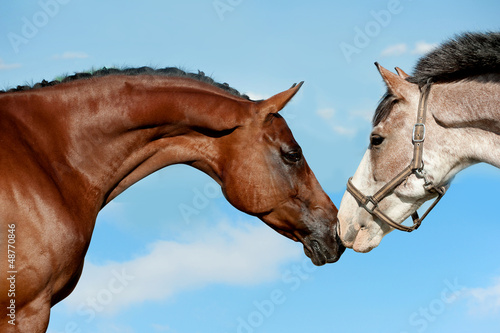 horses