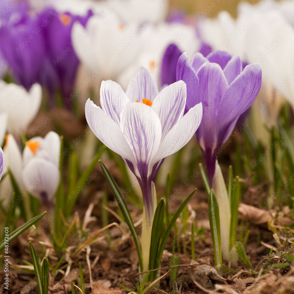 Spring Crocus