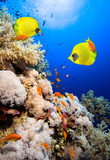 Coral reef and Masked Butterfly Fish