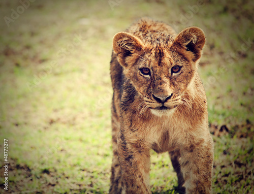 A small lion cub portrait. Tanzania  Africa