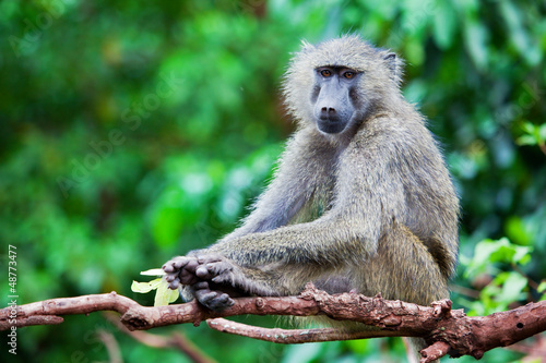 Photography Baboon monkey in African bush. Tanzania