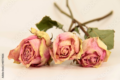 Fotografie getrockene Rosen