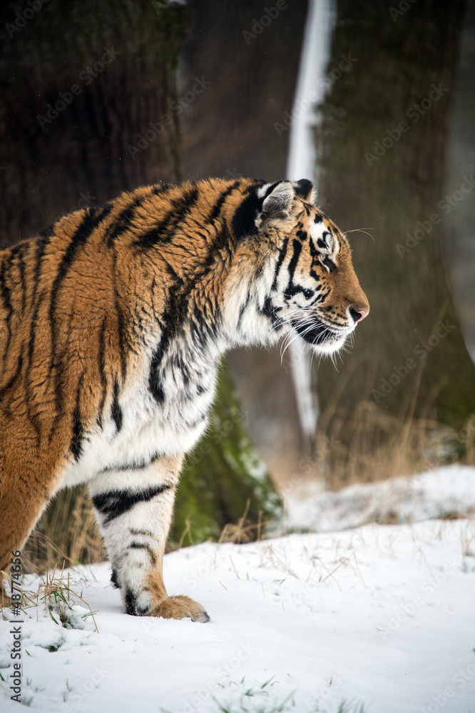 Obraz premium Siberian Tiger