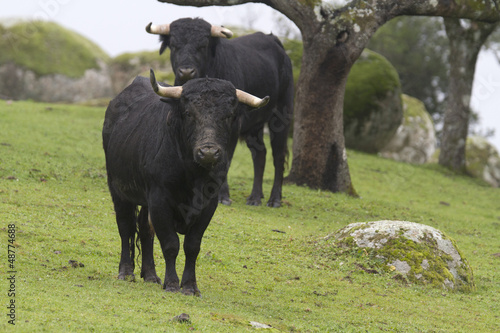 Spanish bullfighter bull