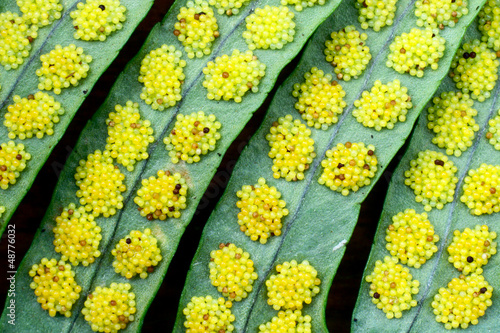 Polypodium fern sori close-up photo