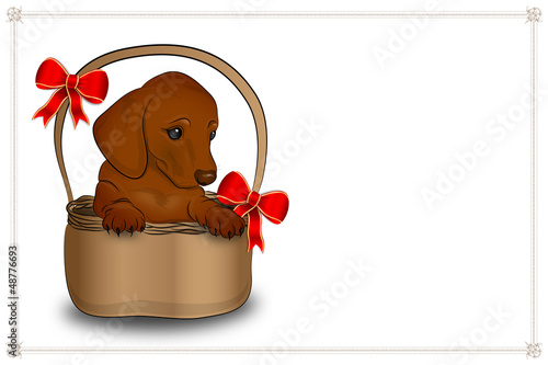 Dog in a basket photo