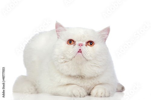 Fototapeta Naklejka Na Ścianę i Meble -  Beautiful exotic shorthair cat