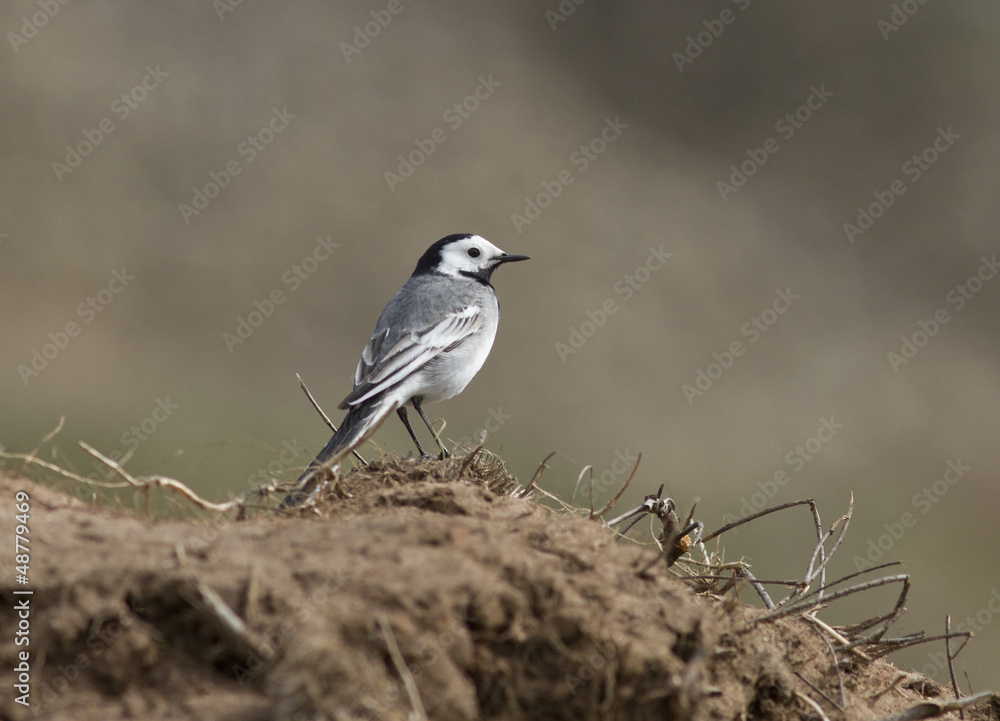 White Wagtail on the steppe slopes. White Wagtail on the steppe slopes.