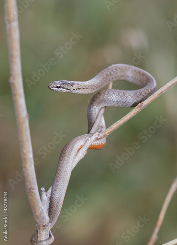 Smooth snake hanging from a tree branch.