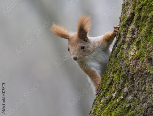 Young Red squirrel sitting on a tree. © Tarpan