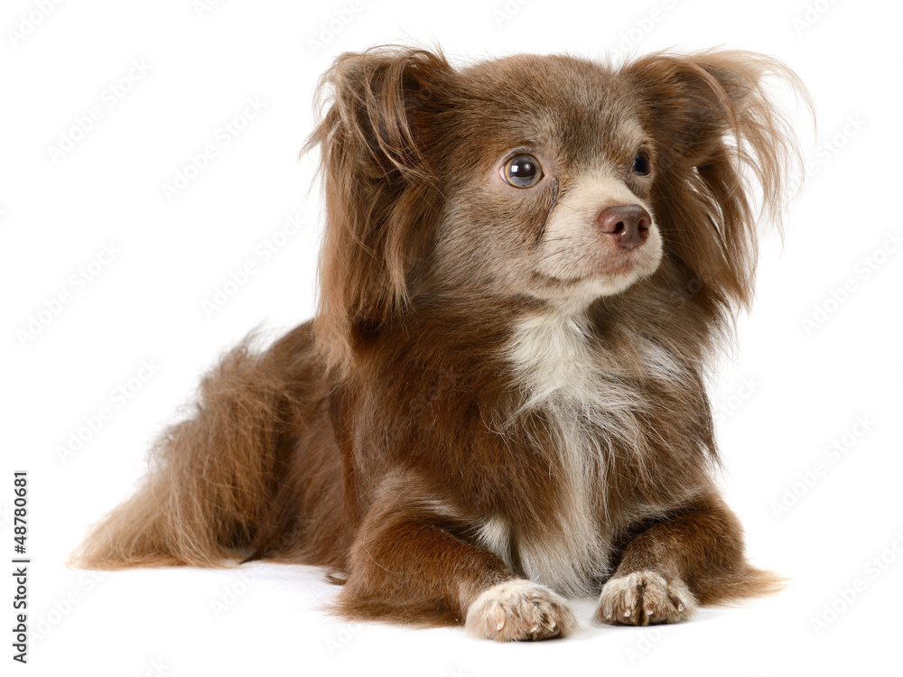 Chihuahua Chihuahua