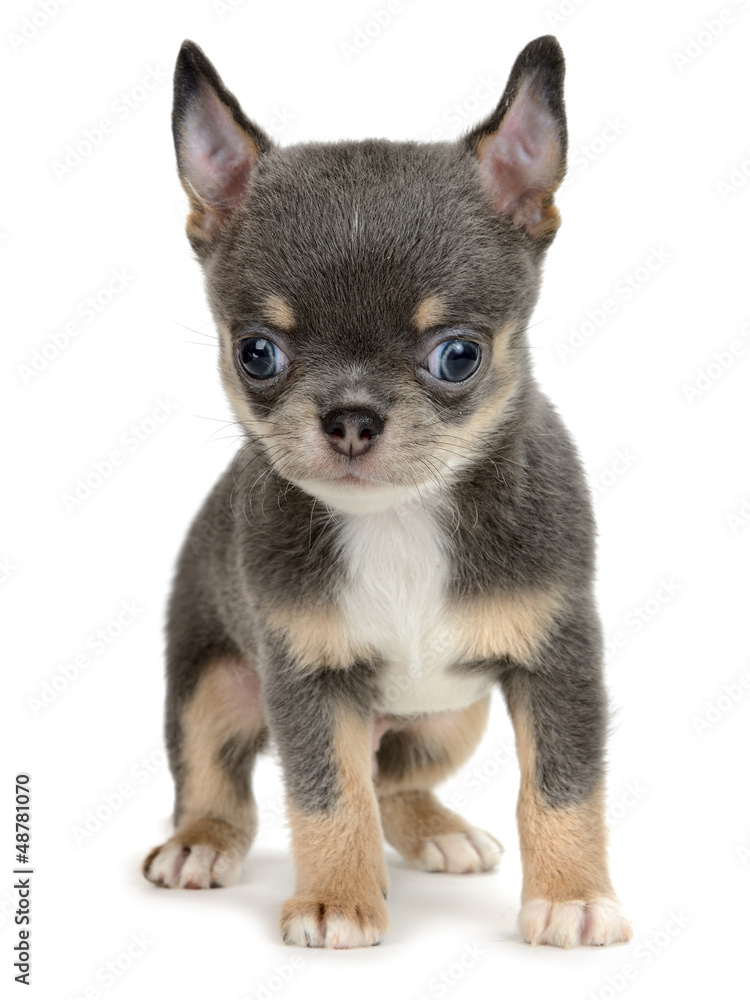 Chihuahua Chihuahua
