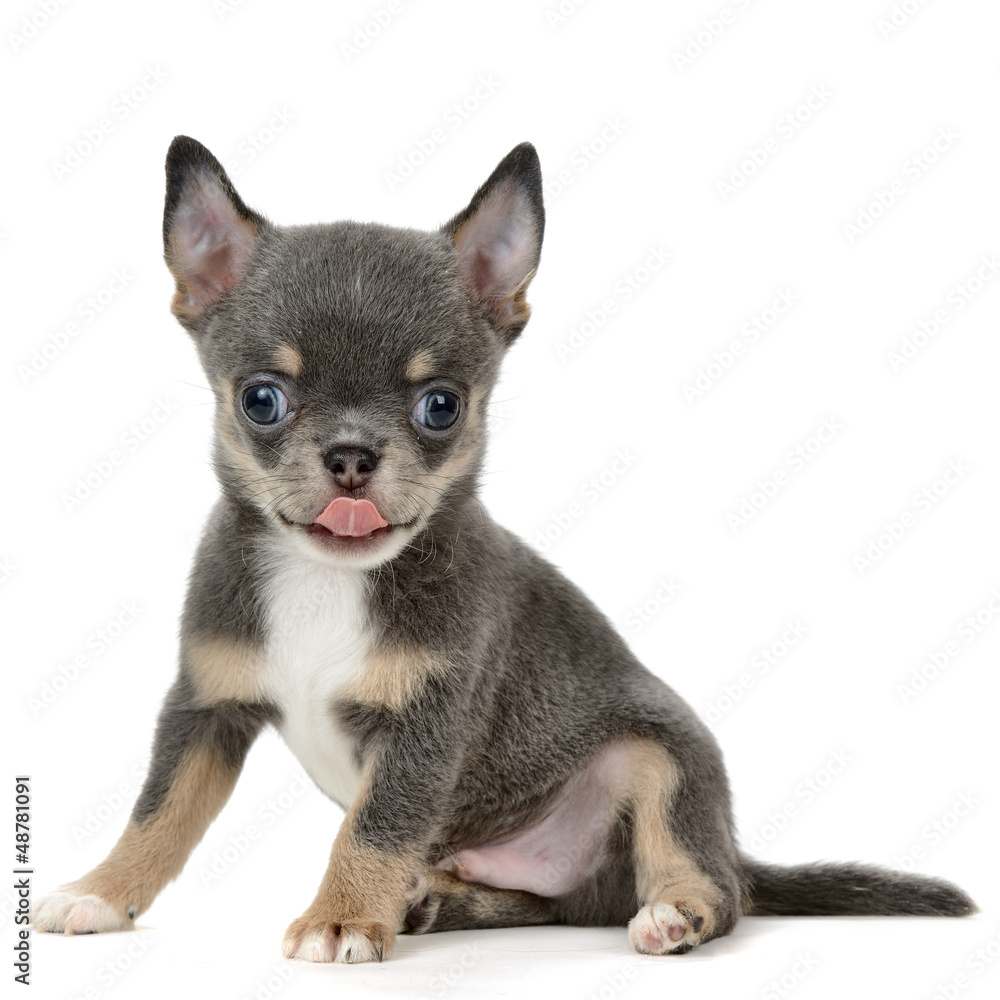 Chihuahua Chihuahua