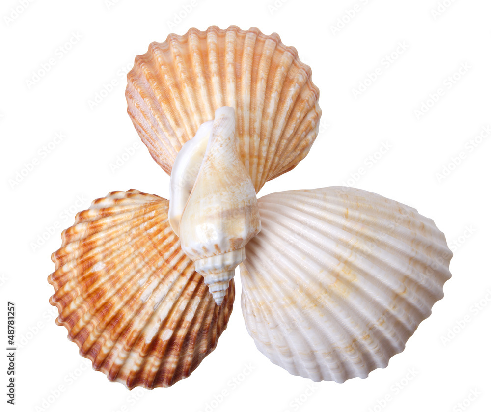 Close-up seashells on white Close-up seashells on white