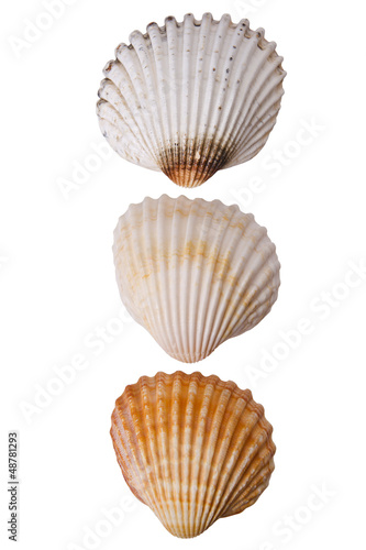 Three seashells