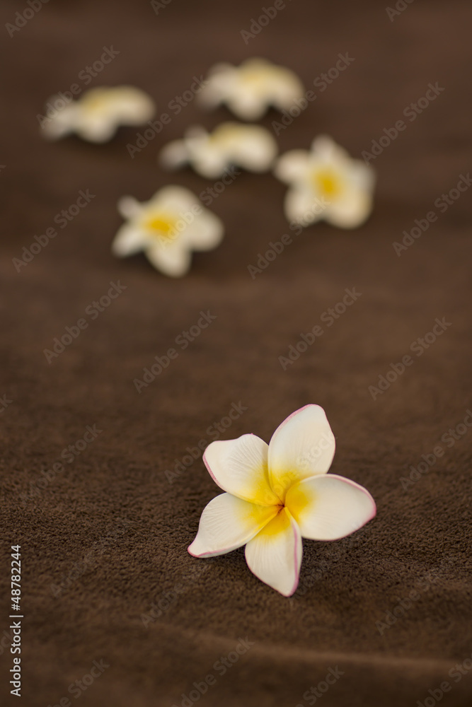 プルメリアの花びら プルメリアの花びら