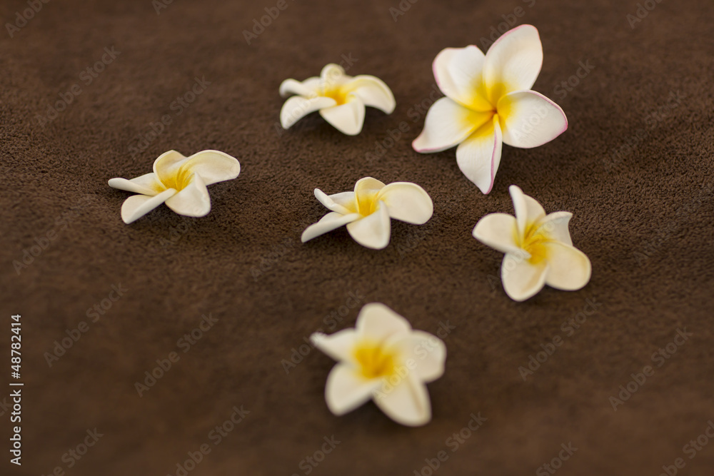 プルメリアの花びら プルメリアの花びら
