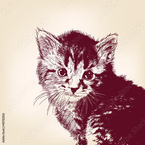 cat  vector illustration