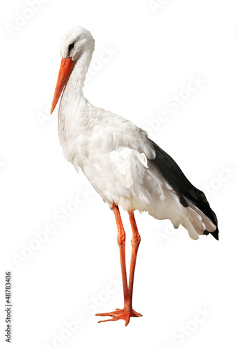 single stork isolated on white