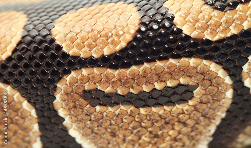 Ball Python close up