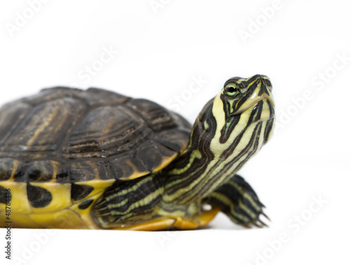 Trachemys scripta scripta