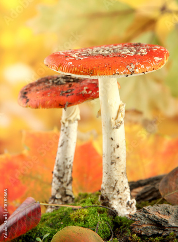 red amanitas with moss, on autumn yellow background