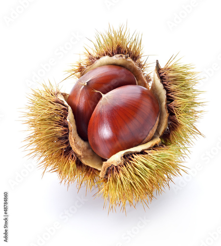 chestnuts photo