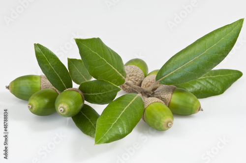 Canvas Print evergreen oak leaves and  seven green acorns - DSC0350