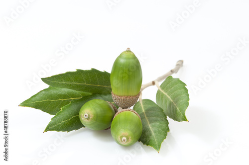 evergreen oak leaves and three green acorns - DSC0354